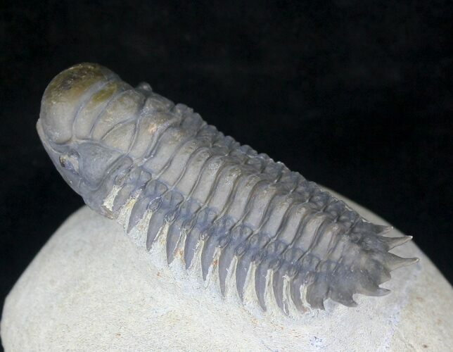 Beautifully Prepared Crotalocephalina Trilobite - #20743